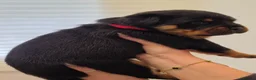Rottweiler dogs for sale: Beautiful KC Rottweiler puppies. 2 boys, 4 girls in Brierley Hill - Advert 22