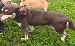 Mixed Breed dogs for adoption: 💖🐶 AZARA 🐶💖 - Image 12