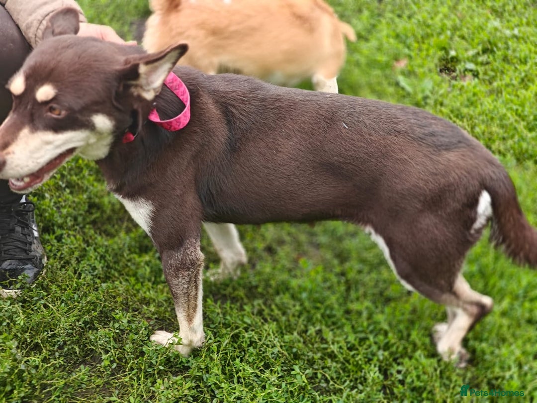 Mixed Breed dogs for adoption: 💖🐶 AZARA 🐶💖 - Image 12