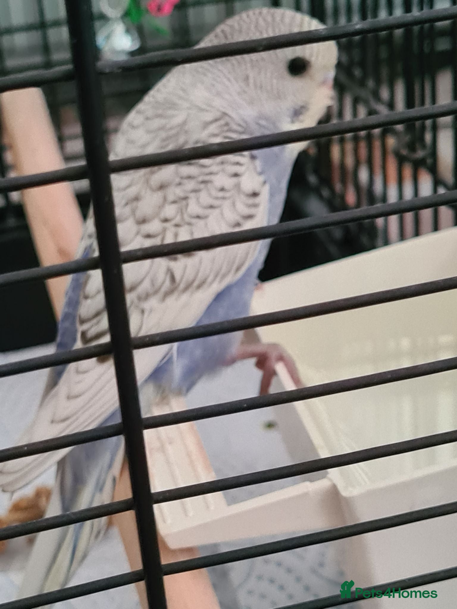 Budgerigars birds YOUNG BUDGIE WITH CAGE  - Advert 1