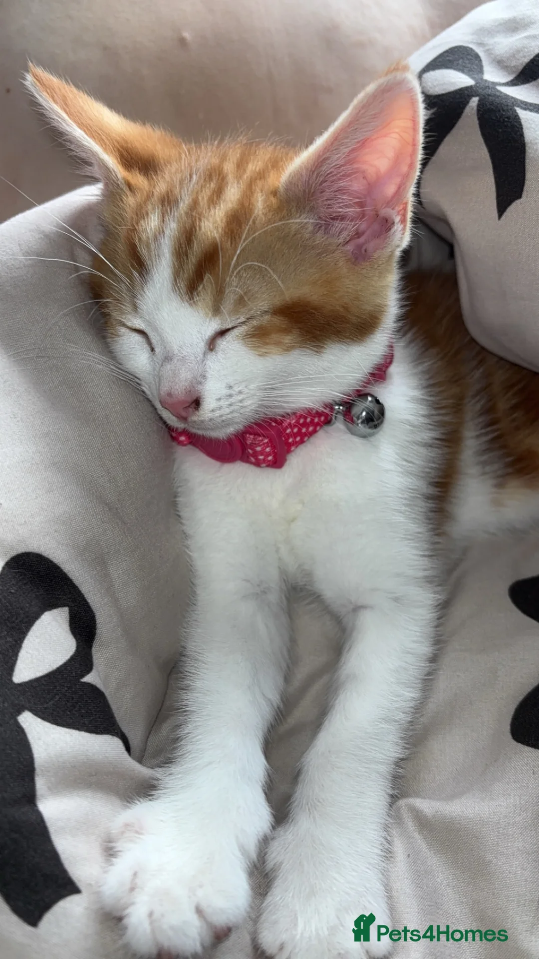 Mixed Breed cats for sale: Kitten for sale - Advert 1