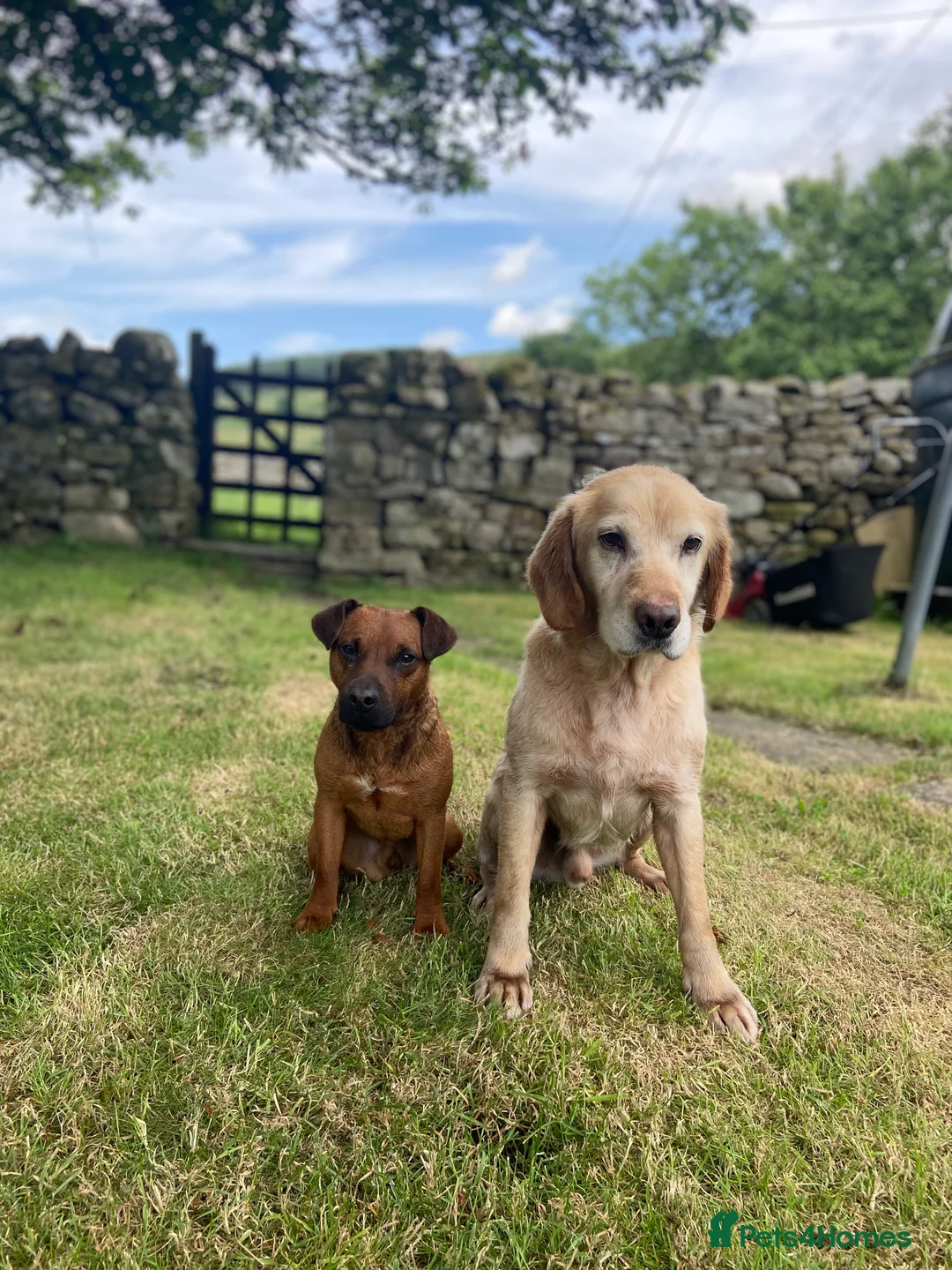 Patterdale Terrier dogs for stud: Super All Round Working Fell Terrier  in Hawes - Advert 12