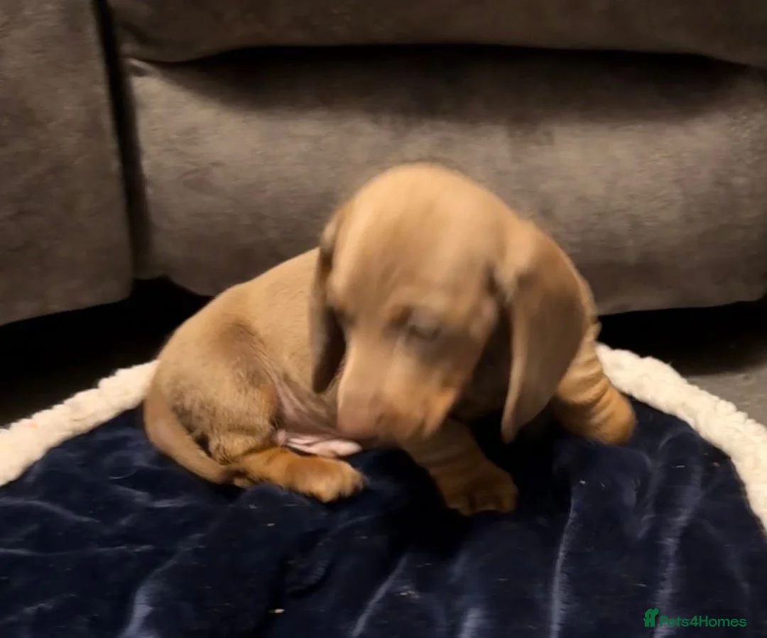 Miniature Dachshund dogs for sale: Miniature Dachshund Puppies - Advert 7