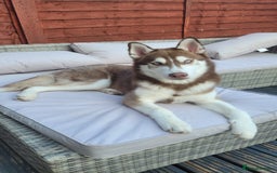 Siberian Husky dogs for sale: Beautiful 8 month boy  - Image 1