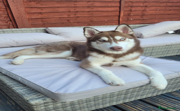 Siberian Husky dogs - Advert 14