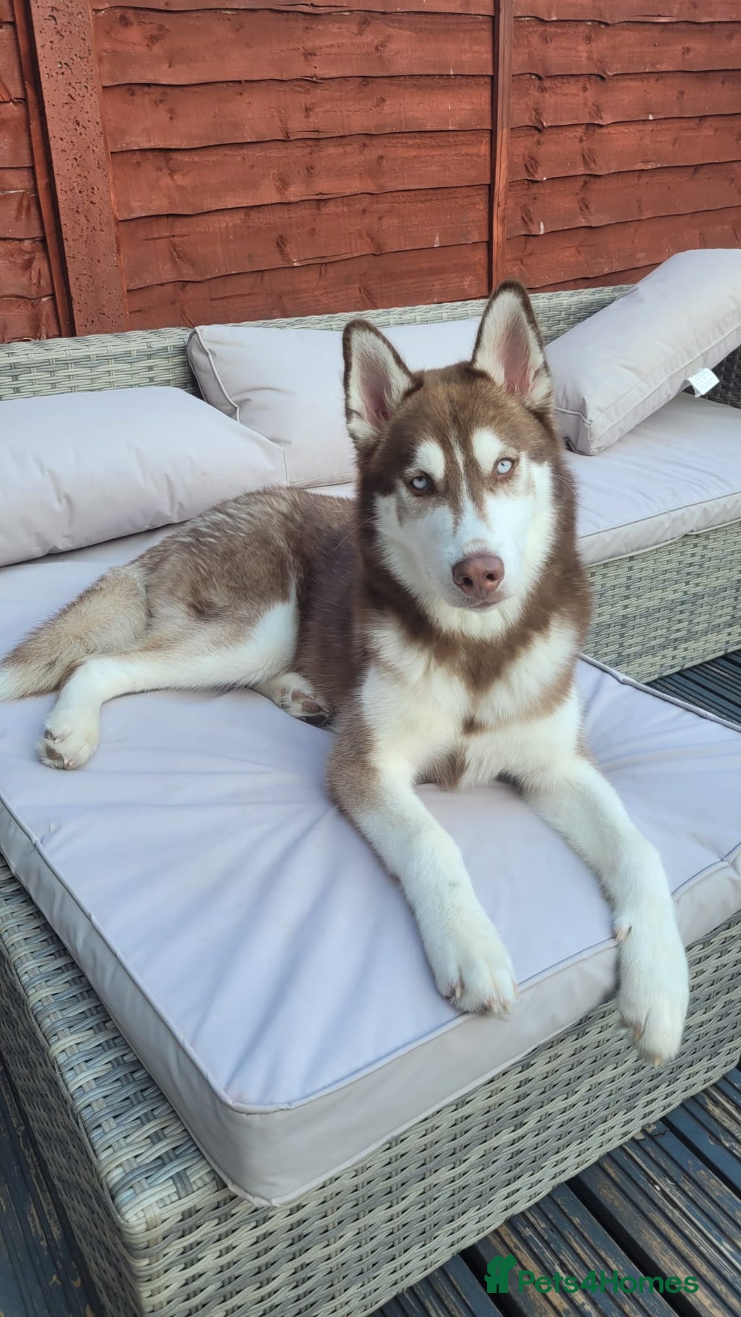 Siberian Husky dogs for sale: Beautiful 8 month boy  - Image 1