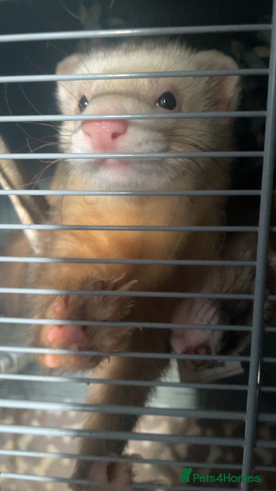 Ferret rodents 2 ferrets - Advert 1