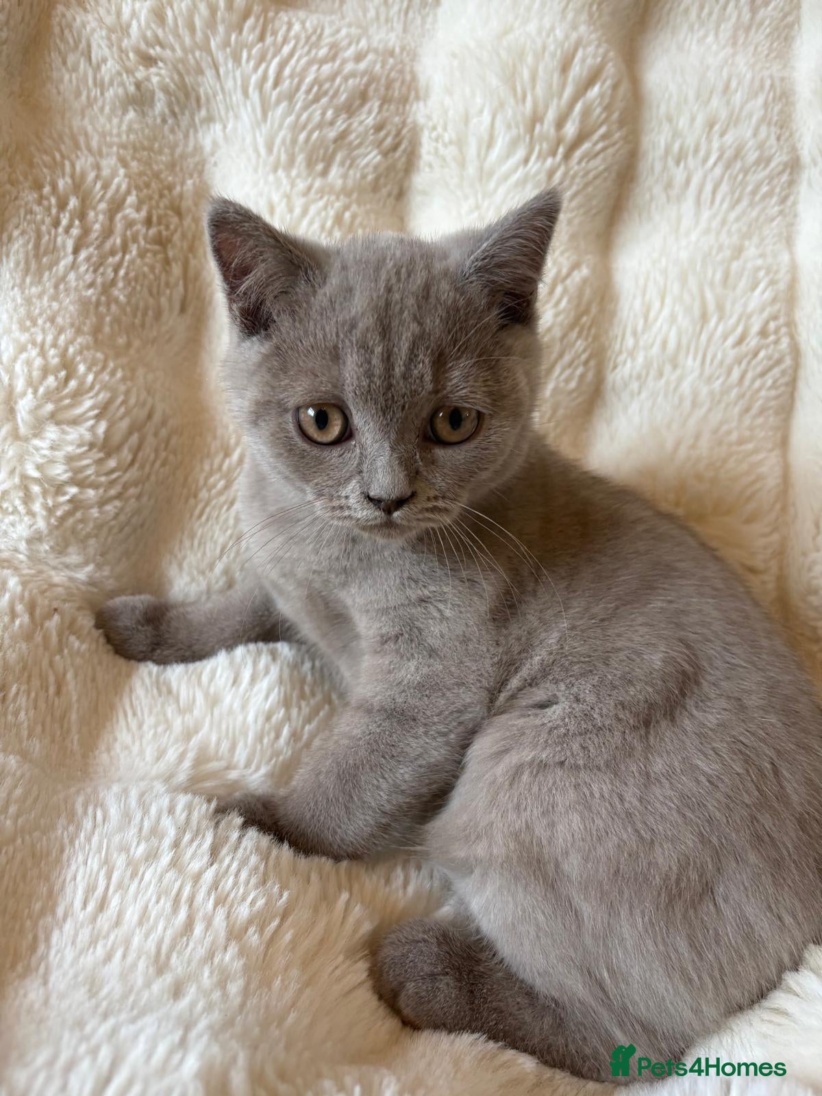 British Shorthair cats for sale: British shorthair kittens for sale  - Advert 8
