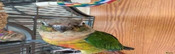 Conures birds for sale: Green Cheek Conure Looking For Forever Home 🦜 - Advert 2