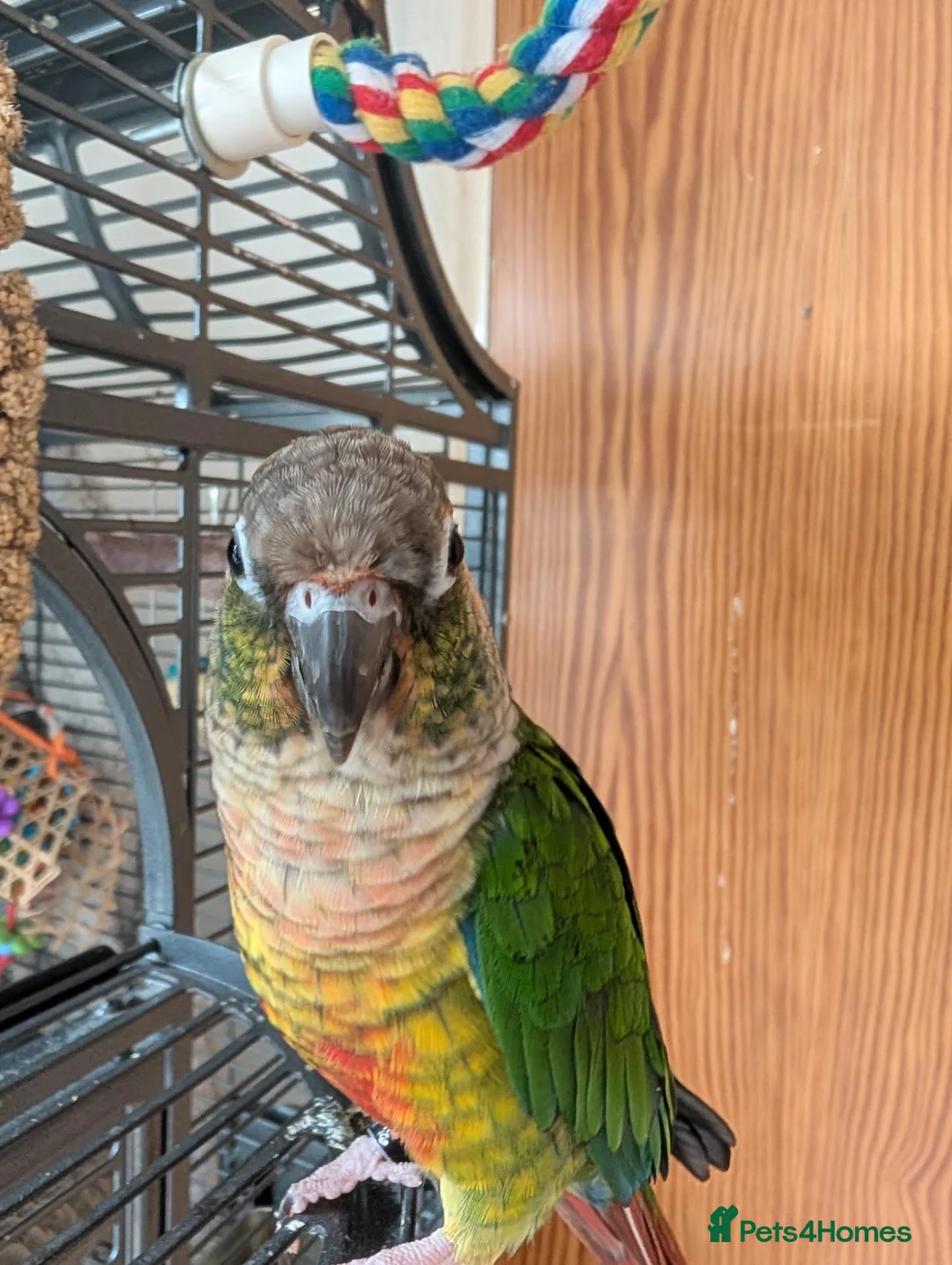 Conures birds for sale: Green Cheek Conure Looking For Forever Home 🦜 - Advert 2