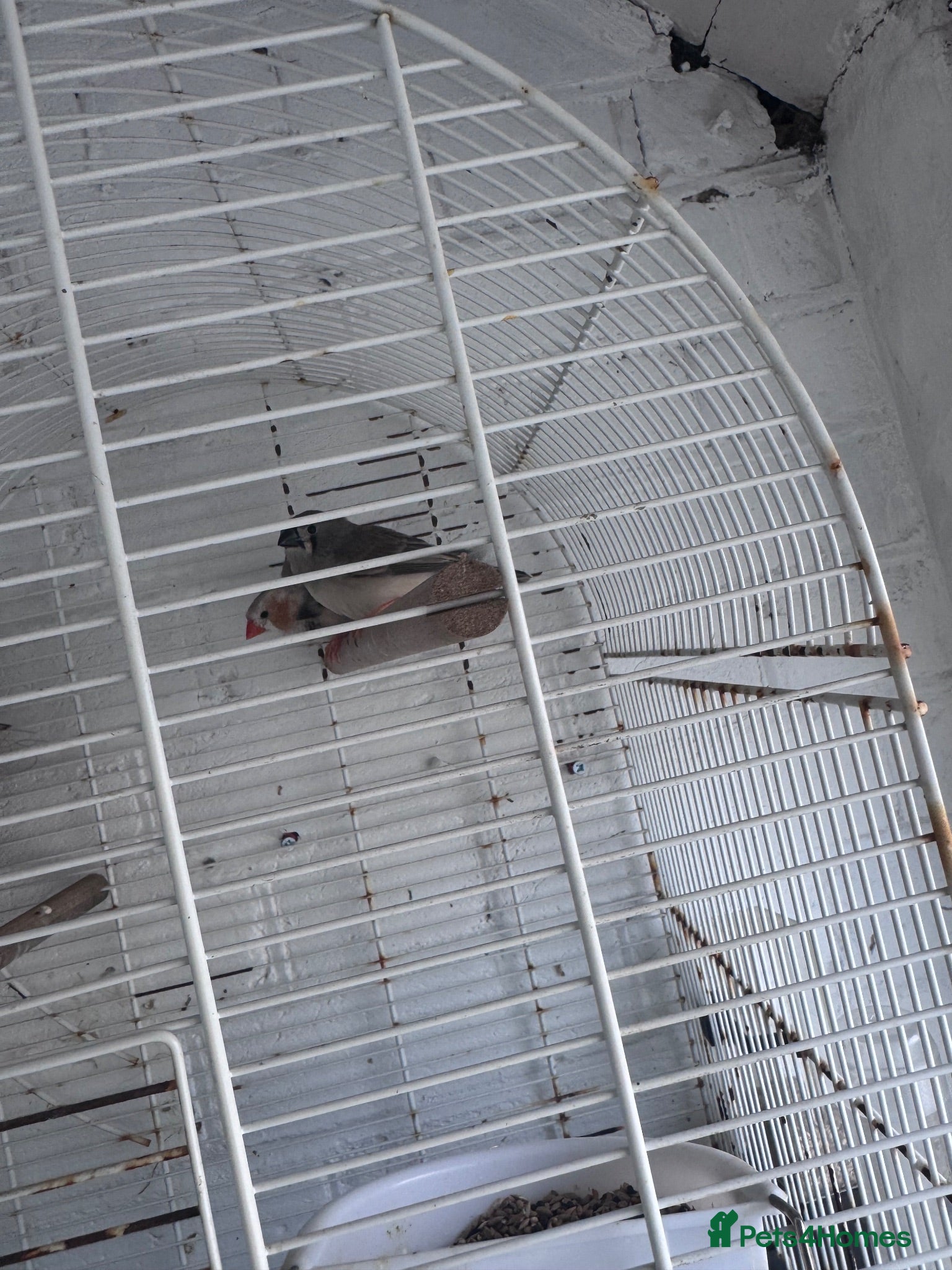 Finches birds Zebra finches  - Advert 11