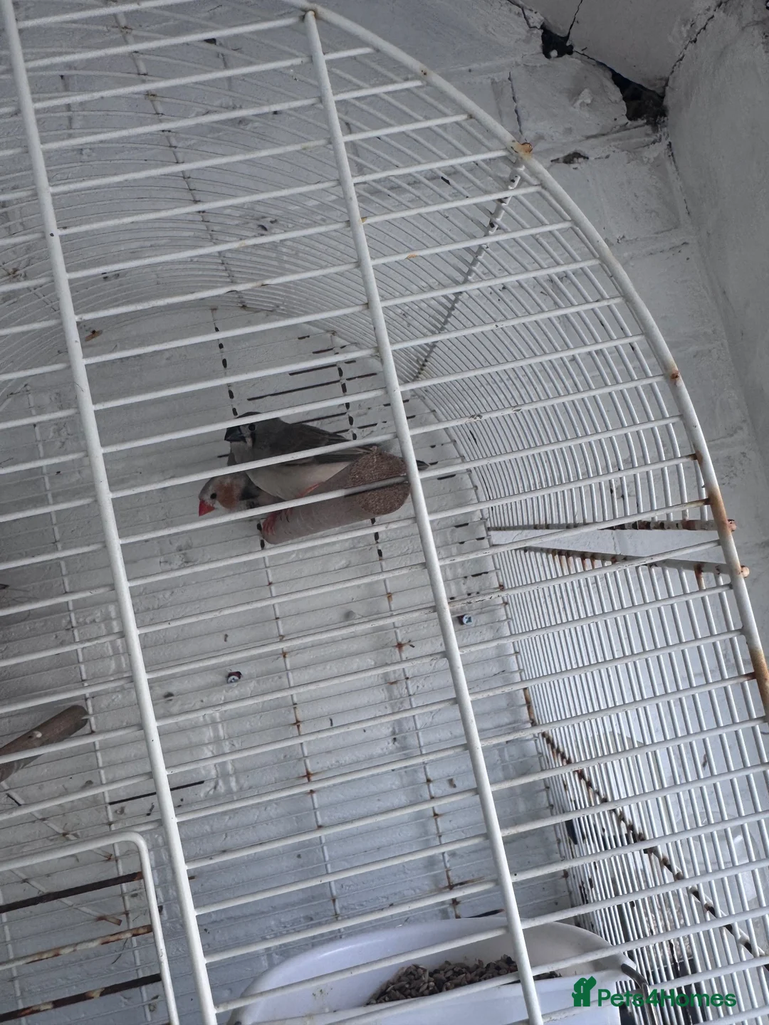 Finches birds for sale: Zebra finches  in Harrow - Advert 1