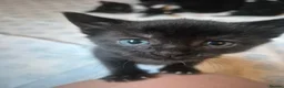 Mixed Breed cats for sale: Beautiful kittens - Advert 6