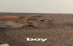Mini Lop rabbits for sale: 4x gorgeous mini lop bunnies - Image 8