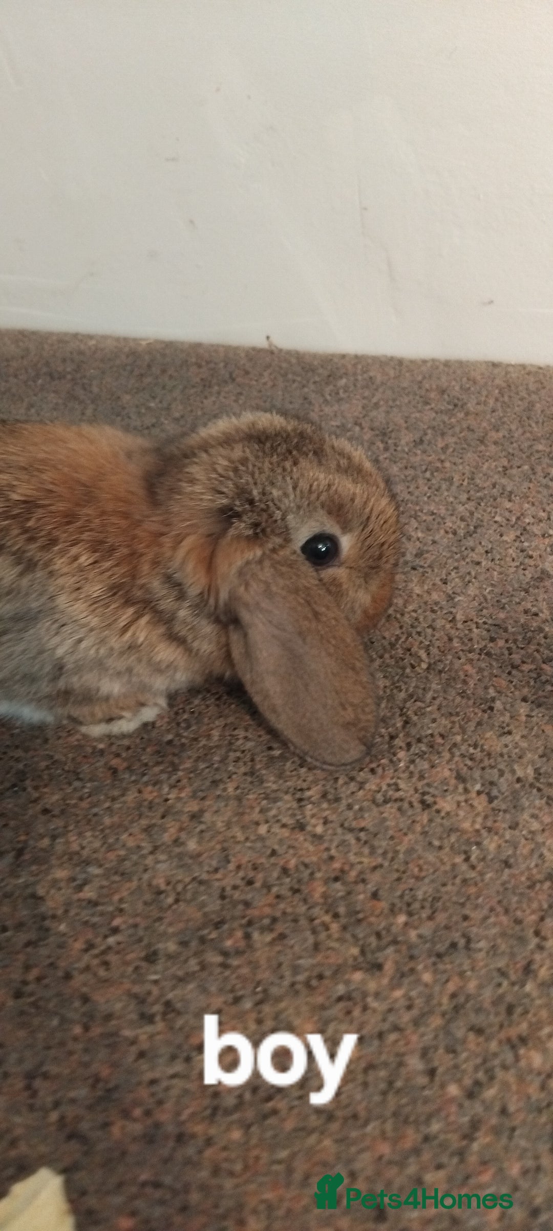 Mini Lop rabbits for sale: 4x gorgeous mini lop bunnies - Image 8