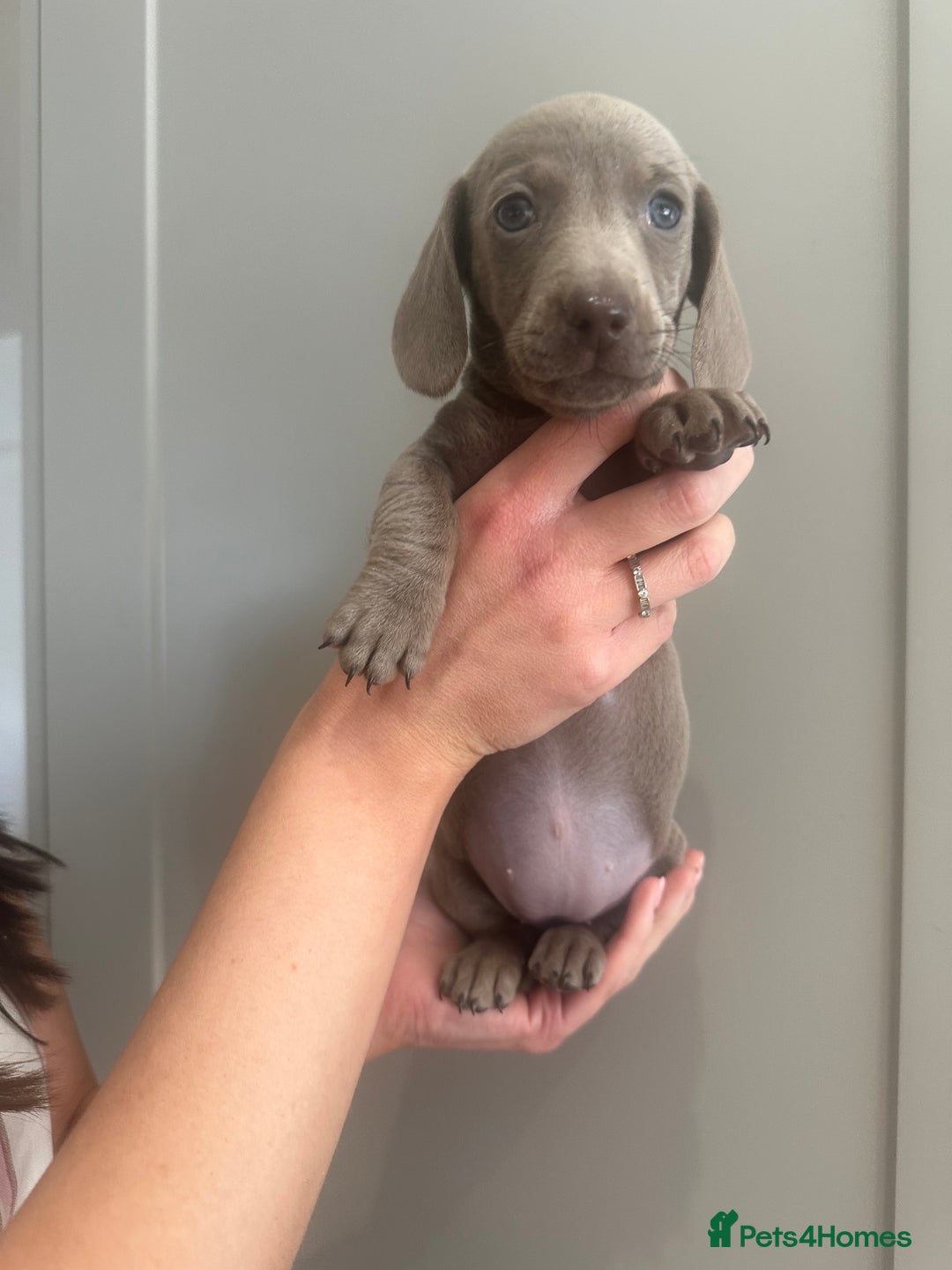 Miniature Dachshund dogs for sale: Miniature dachshunds  - Image 11