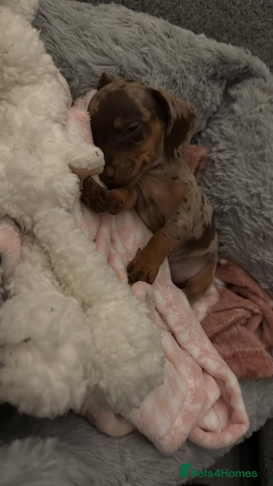 Miniature Dachshund dogs Last little girl  - Advert 4