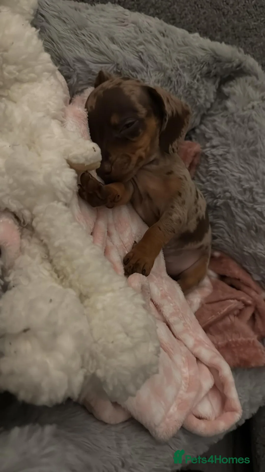 Miniature Dachshund dogs for sale: Last little girl  - Advert 1