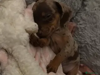 Miniature Dachshund dogs Last little girl - Advert 4