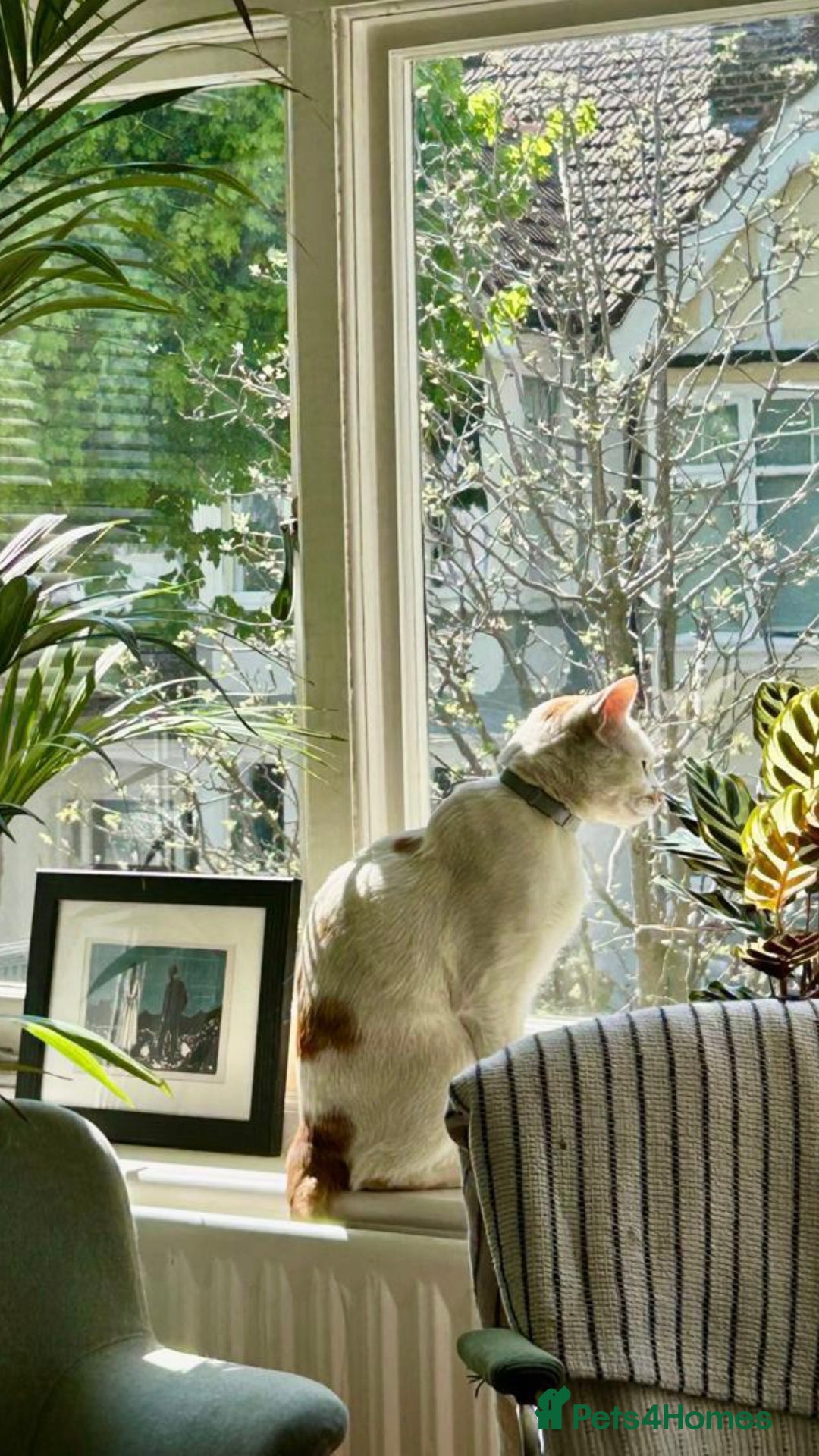 Mixed Breed cats for adoption: HUNK -INTELLIGENT- ALPHA BOY - IN PRIME CONDITION  - Image 9