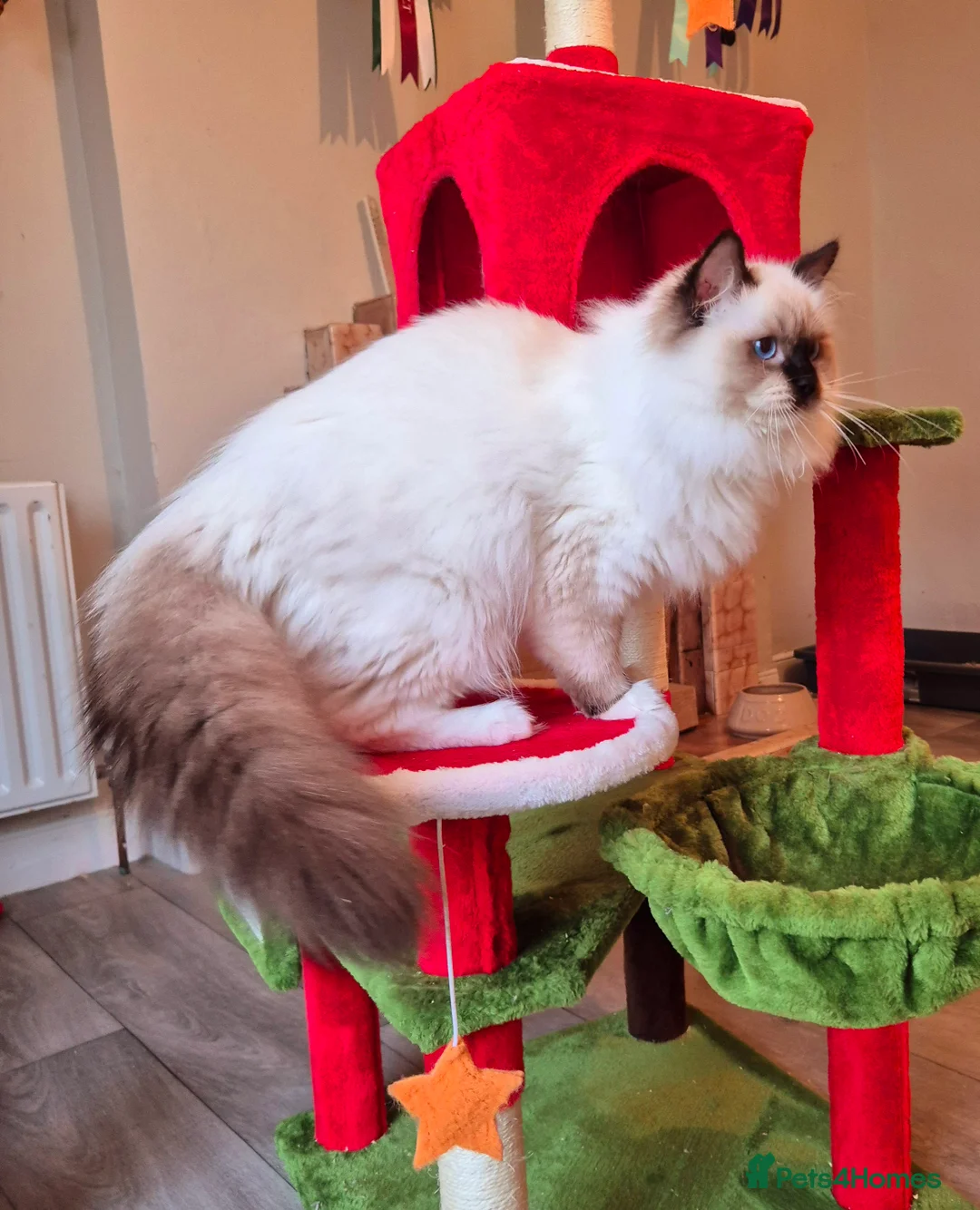 Ragdoll cats for sale: Ragdoll male kitten gccf active - Advert 2