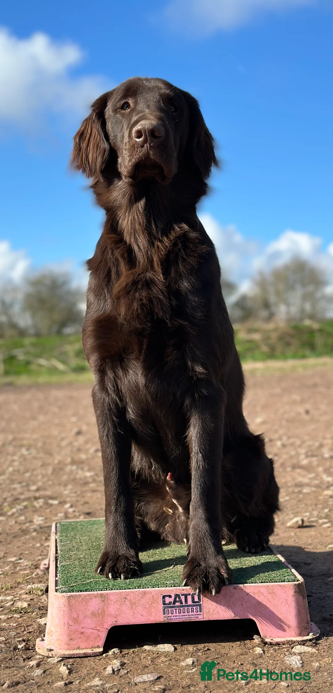 Flat coated Retriever dogs for stud: Proven Flatcoat retriever available for stud in Ross-on-Wye - Advert 2