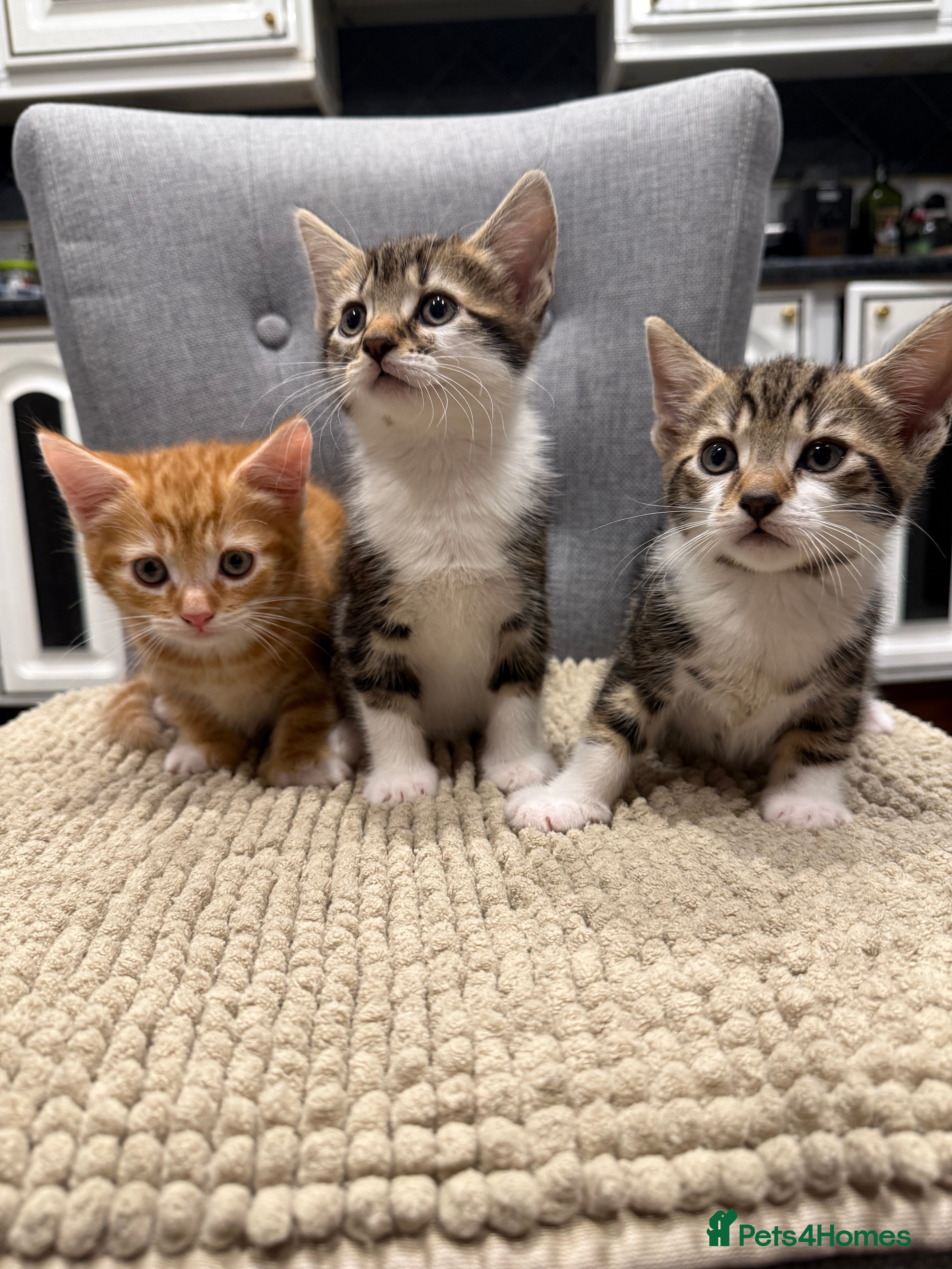 Mixed Breed cats Kittens are ready to go to new homes  - Advert 7