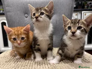 Mixed Breed cats Kittens are ready to go to new homes - Advert 7