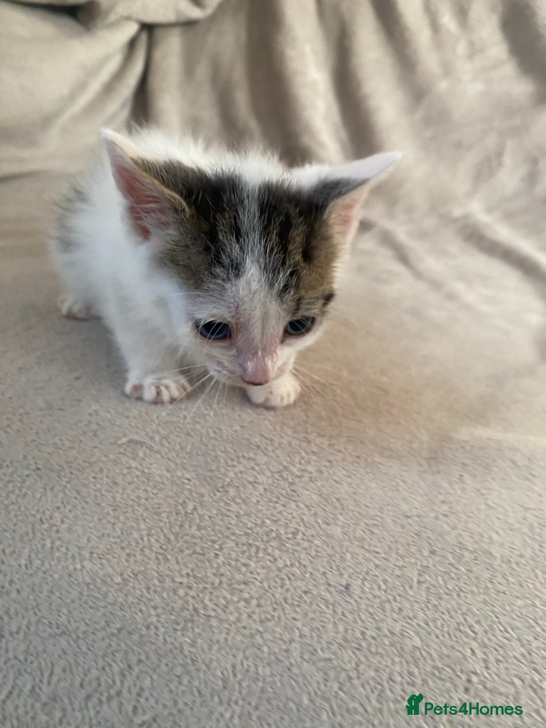 British Shorthair cats for sale: Lovely kittens            - Image 14