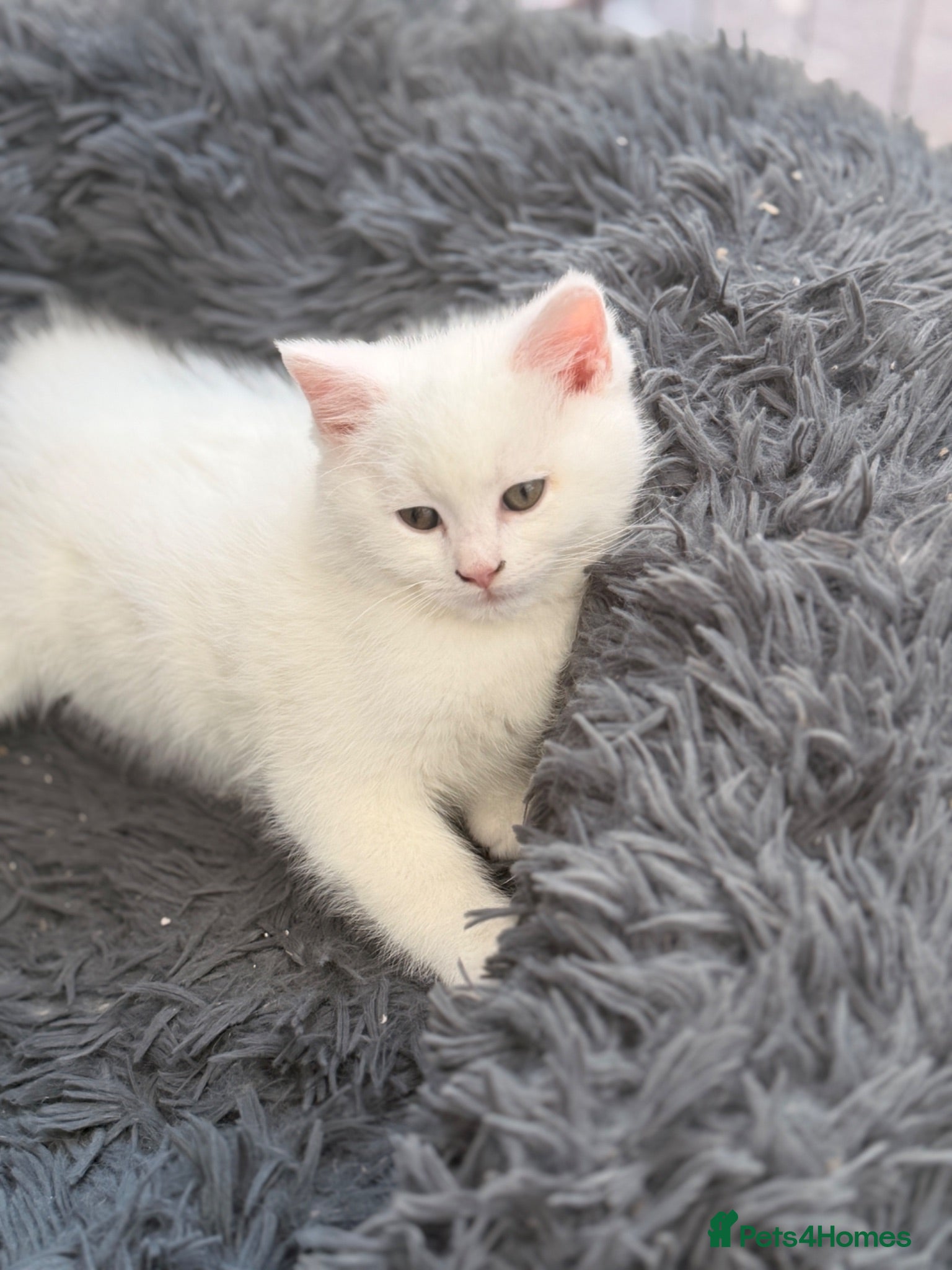 Persian cats Ready now persian x white girls - Advert 1