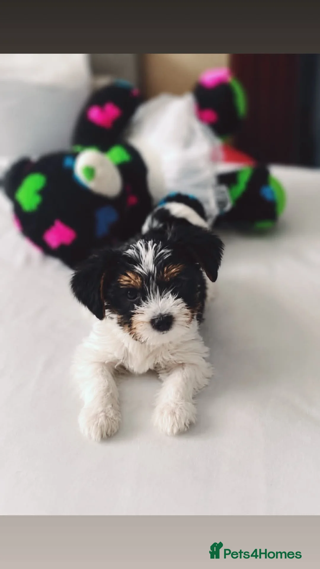 Yorkshire Terrier dogs for sale: Yorkshire terrier/Mini/Parti-colored/Traditional in Oldham - Advert 5