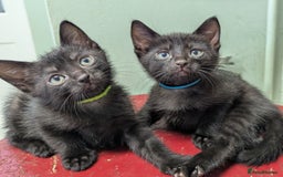 Russian Blue cats for sale: Russian blue mix - Image 4