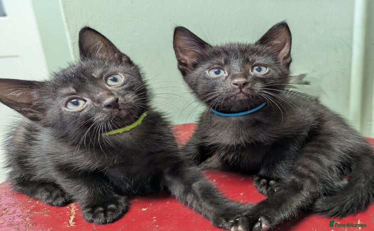Russian Blue cats - Advert 3