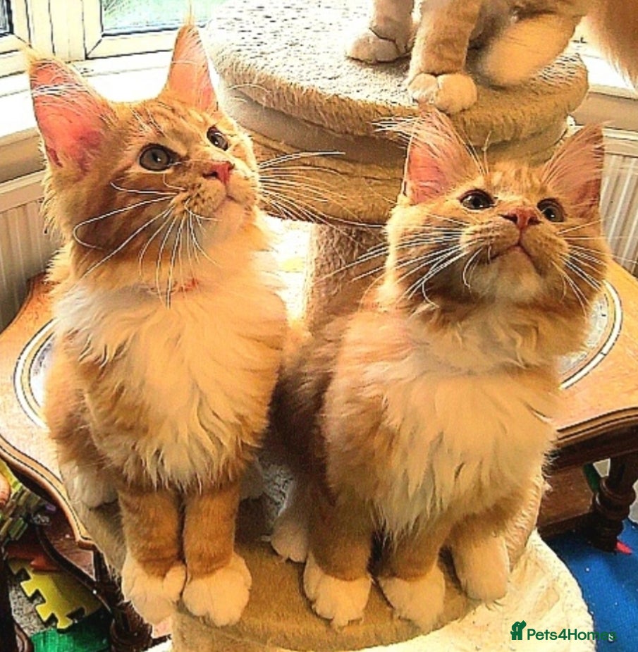 Maine Coon cats TICA Maine Coon kittens ready to go NOW - Advert 1
