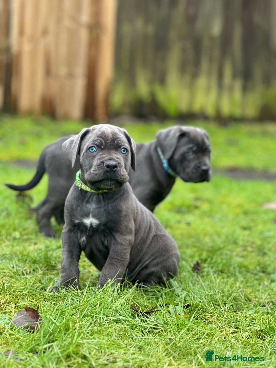 Cane Corso dogs for sale: Balestra Magica Corso IKC/FCI  - Advert 5