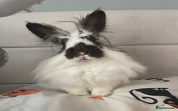 Lionhead rabbits for sale: Minnie - Image 1