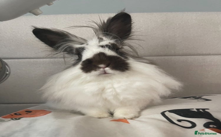 Lionhead rabbits - Advert 7