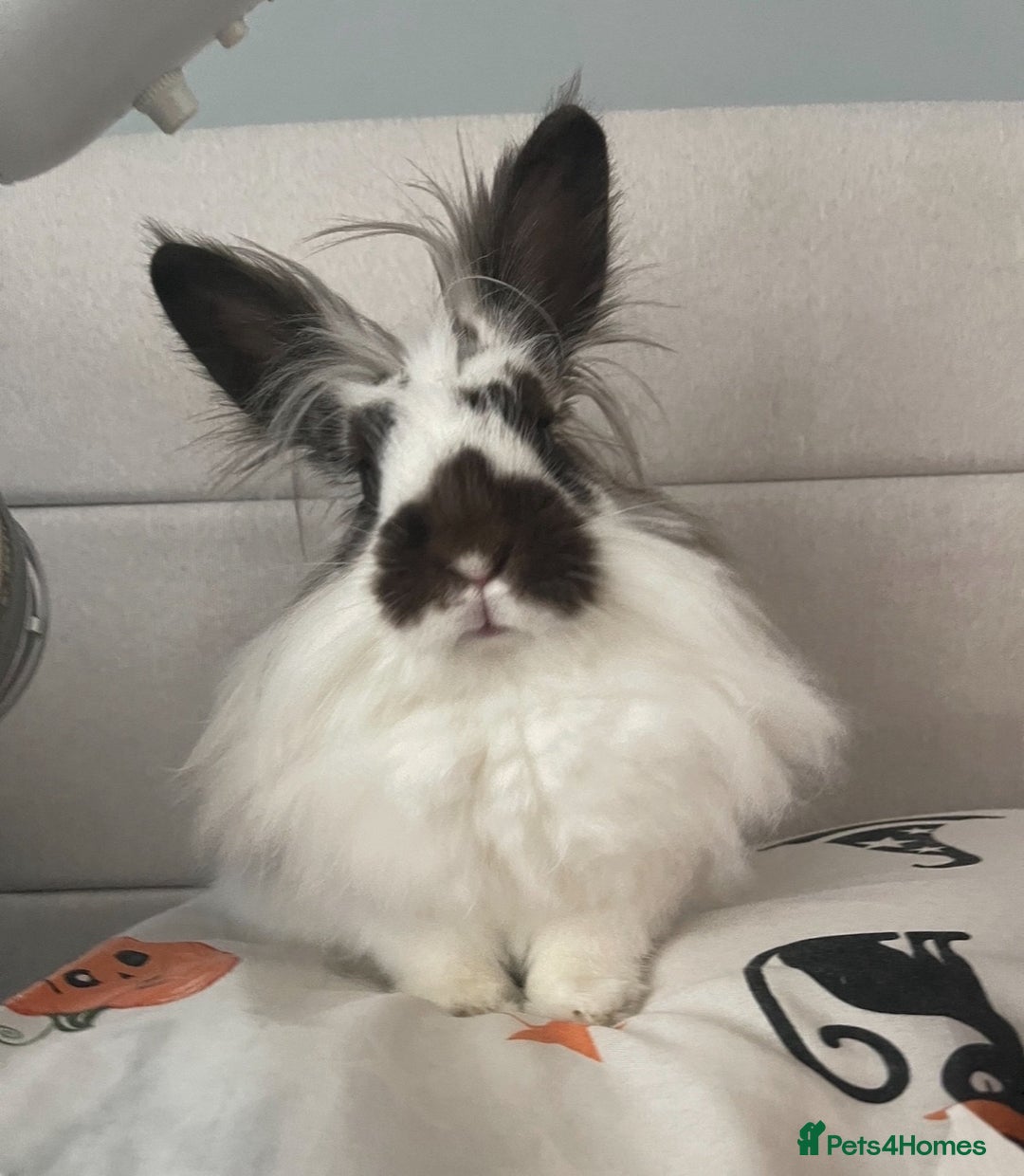 Lionhead rabbits for sale: Minnie - Image 1