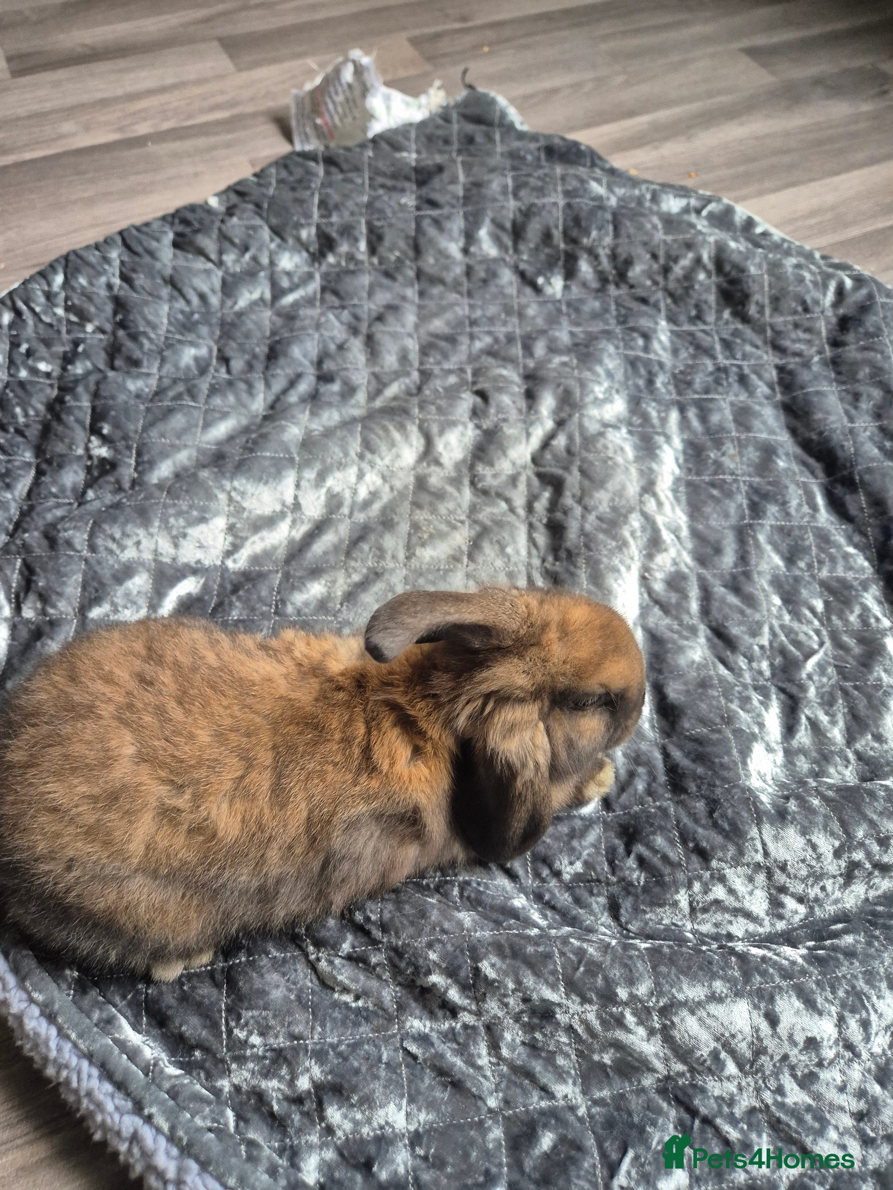 Dwarf Lop rabbits 7 weeks old rabbits  - Advert 9