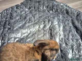 Dwarf Lop rabbits 7 weeks old rabbits - Advert 9