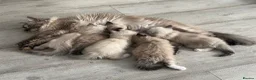Ragdoll cats for sale: Beautiful Ragdoll Kittens in Milton Keynes - Advert 2
