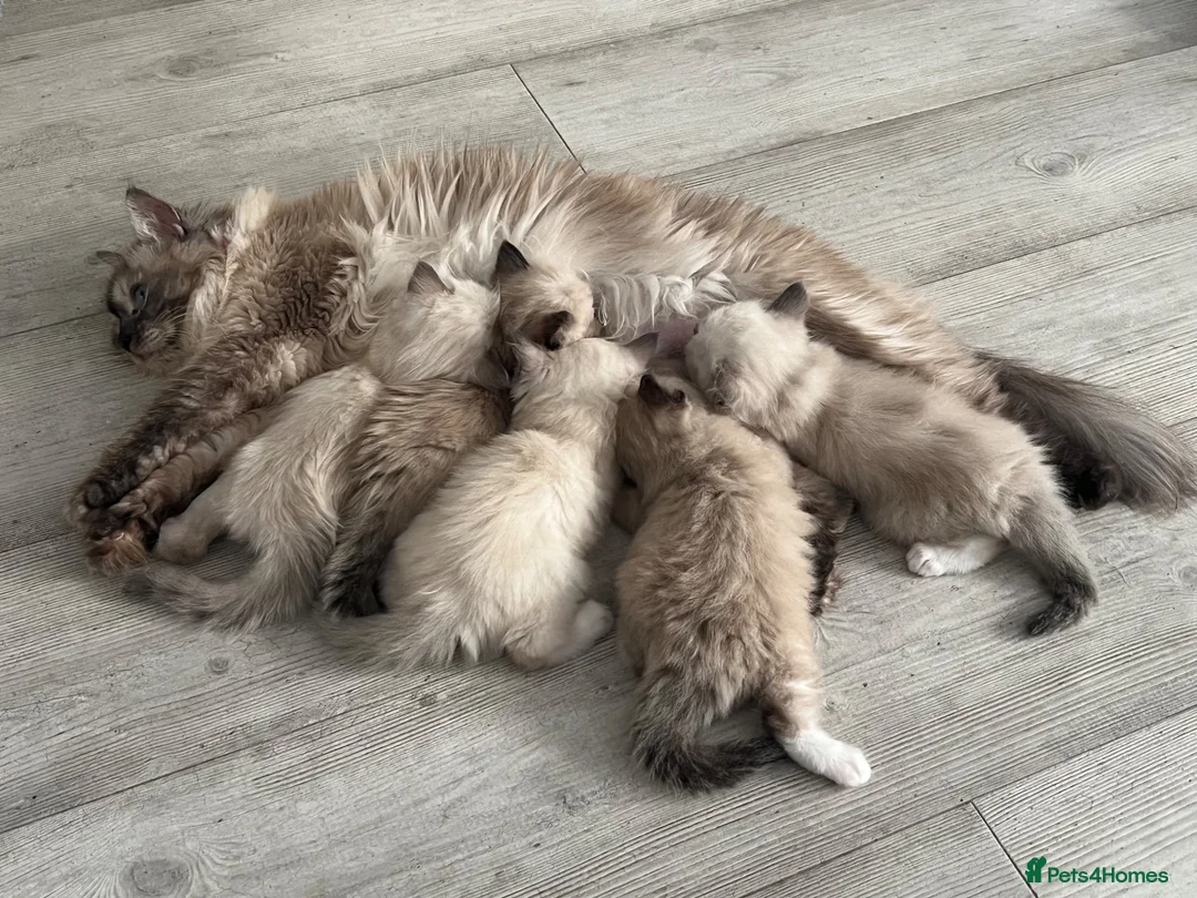 Ragdoll cats for sale: Beautiful Ragdoll Kittens in Milton Keynes - Advert 2