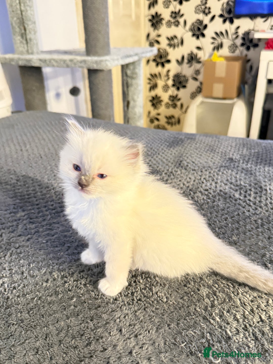 Ragdoll cats for sale: *** Pure Male Ragdoll Kitten For Sale *** - Advert 2