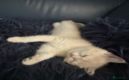 British Shorthair cats for sale: Ready pure AY12, NY12 Corin BSH  - Image 38