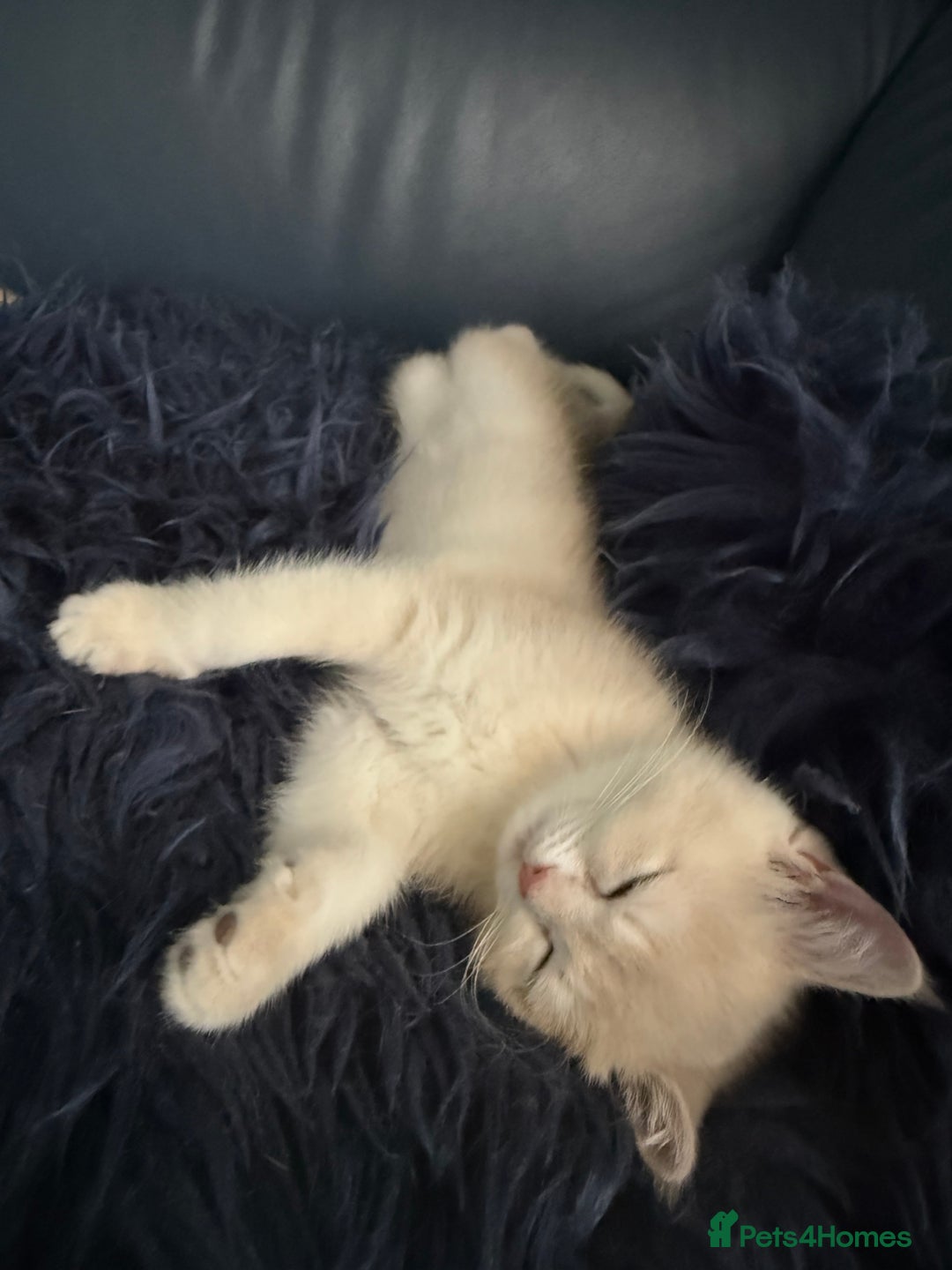 British Shorthair cats for sale: Ready pure AY12, NY12 Corin BSH  - Image 38