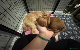 Cavapoo dogs for sale: Cavapoo puppies for sale - Image 8