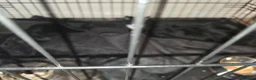 Russian Blue cats for sale: Russian tabys - Advert 6