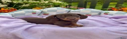 Miniature Dachshund dogs for sale: 5 left kc reg dna tested mini dachshund puppies  - Advert 4
