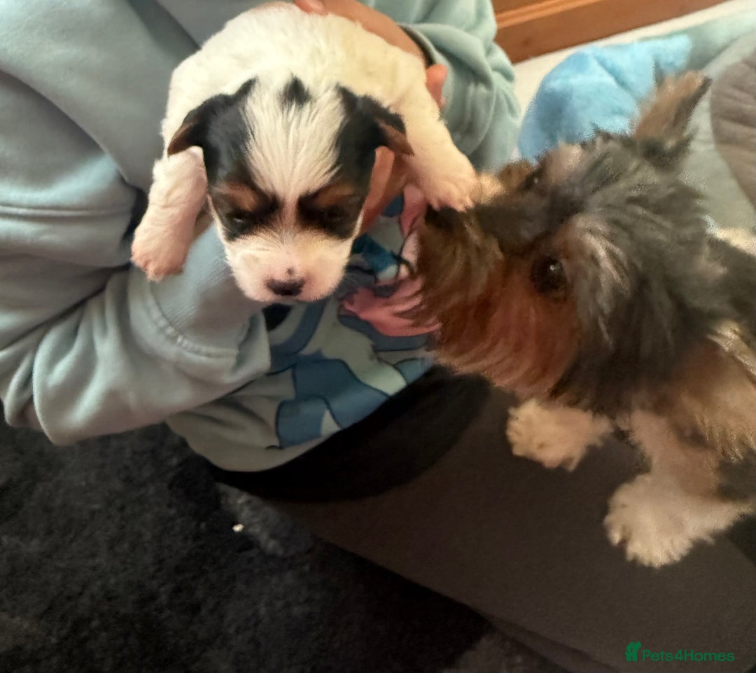 Biewer Terrier dogs for sale: 🌟🐾  Biewer Yorkie Puppies Available! 🐾 - Image 7