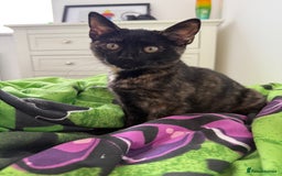 Mixed Breed cats for sale: The most beautiful kittens  in Wotton-under-Edge - Image 6